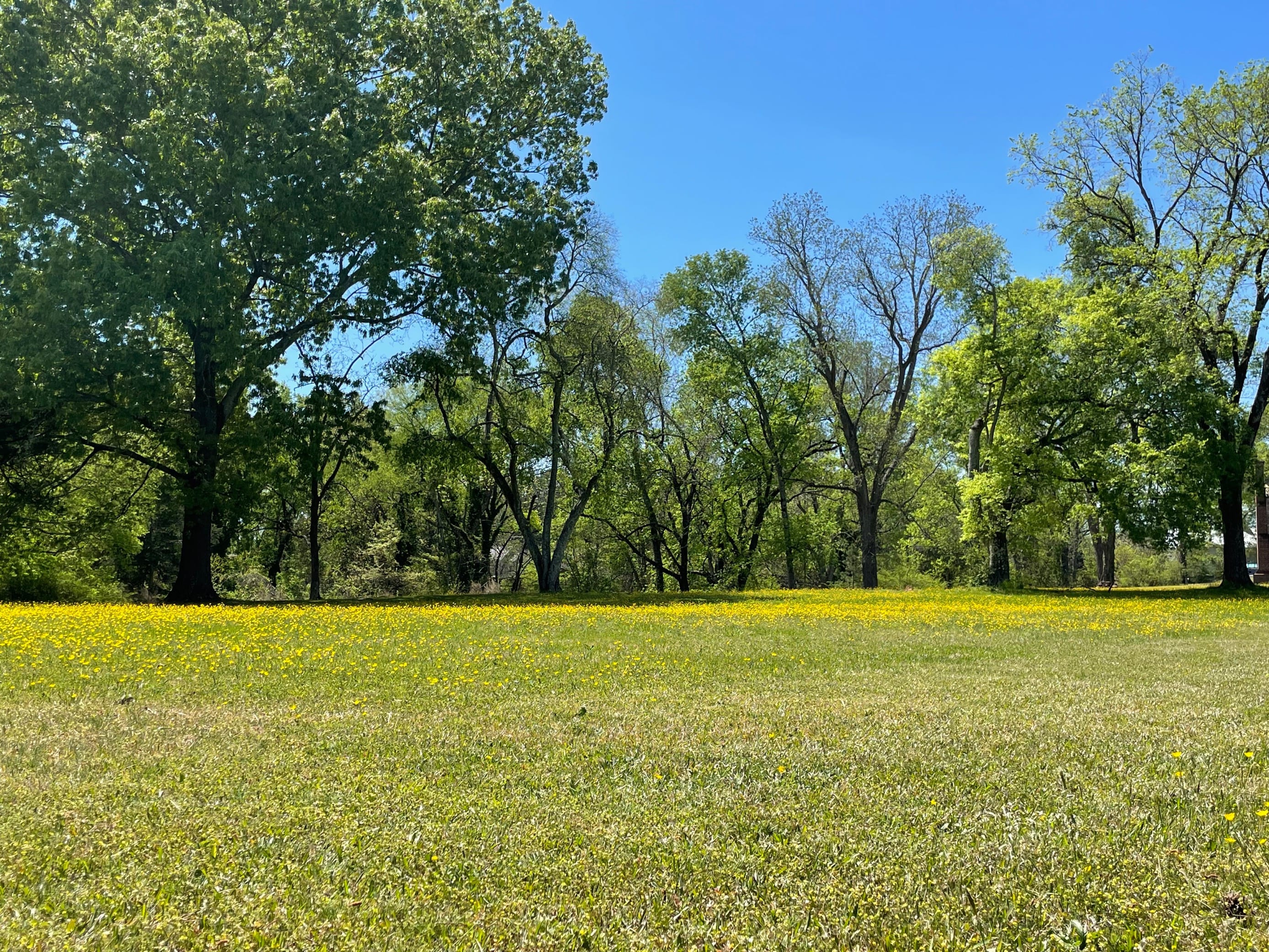 A grassy field filled with yellow flowers, the former site of the Halifax powder magazine